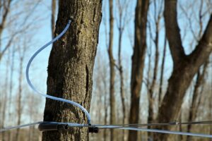 A tree fitted with tubing for maple syrup extraction.