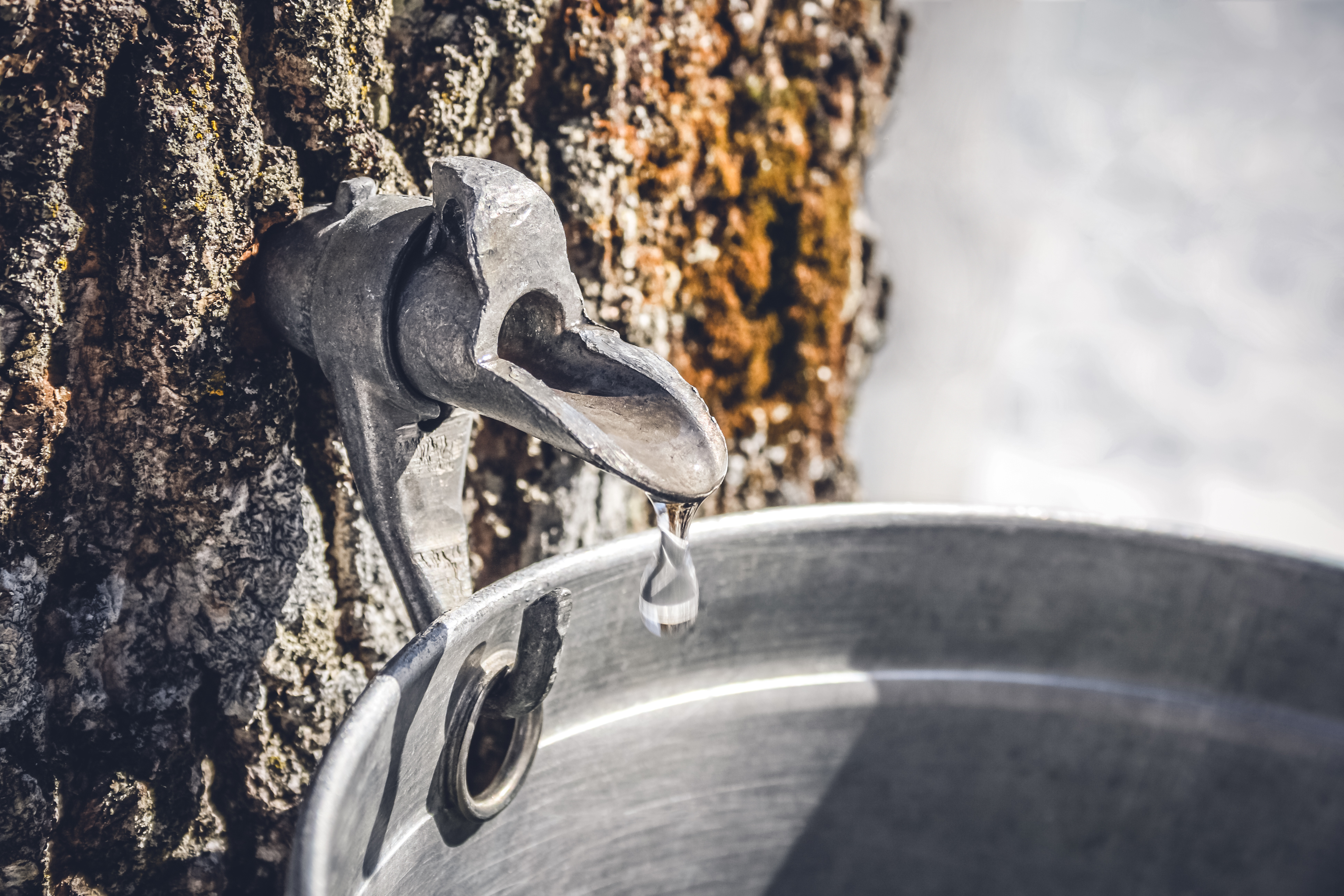 a tap on a tree collecting sap for maple syrup production
